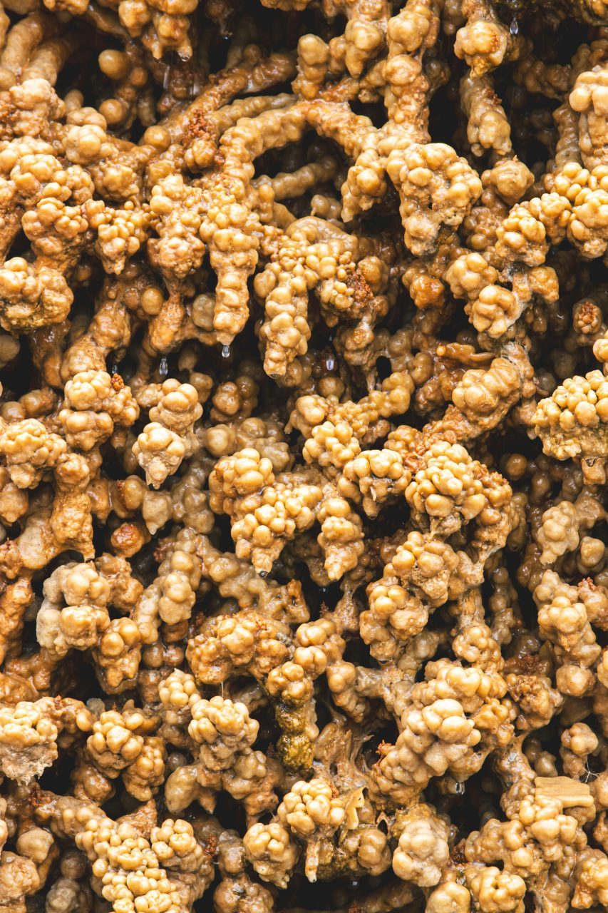 Comment garder une haleine fra&icirc;che durablement