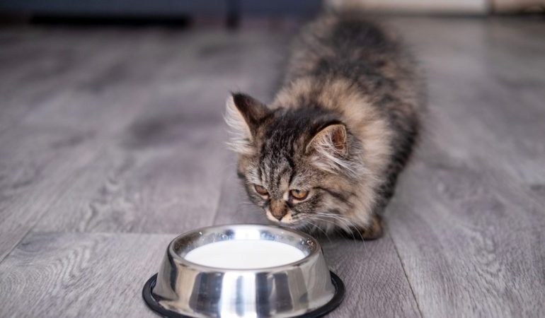Chat mangeant dans une gamelle posée au sol